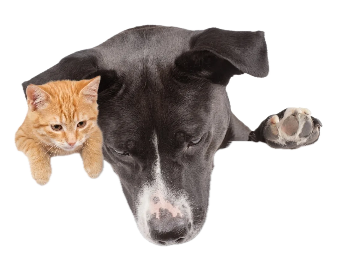 A dog and cat peeking over the top