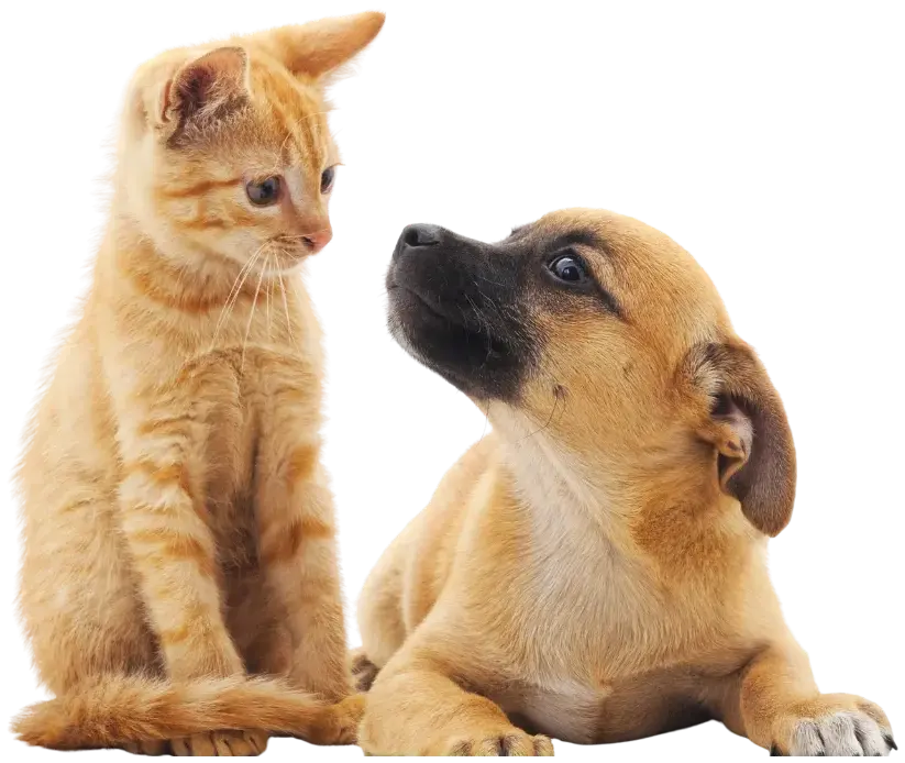 For healthy skin and coat